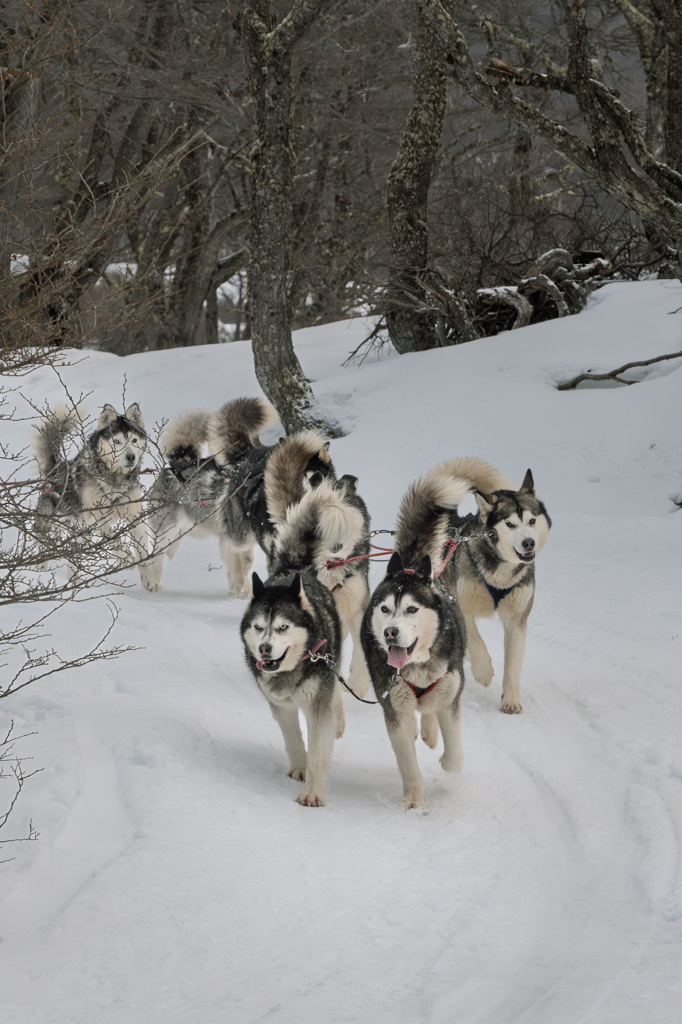 Sled Dogs Running Through Snowy Ushuaia Forest · Free Stock Photo