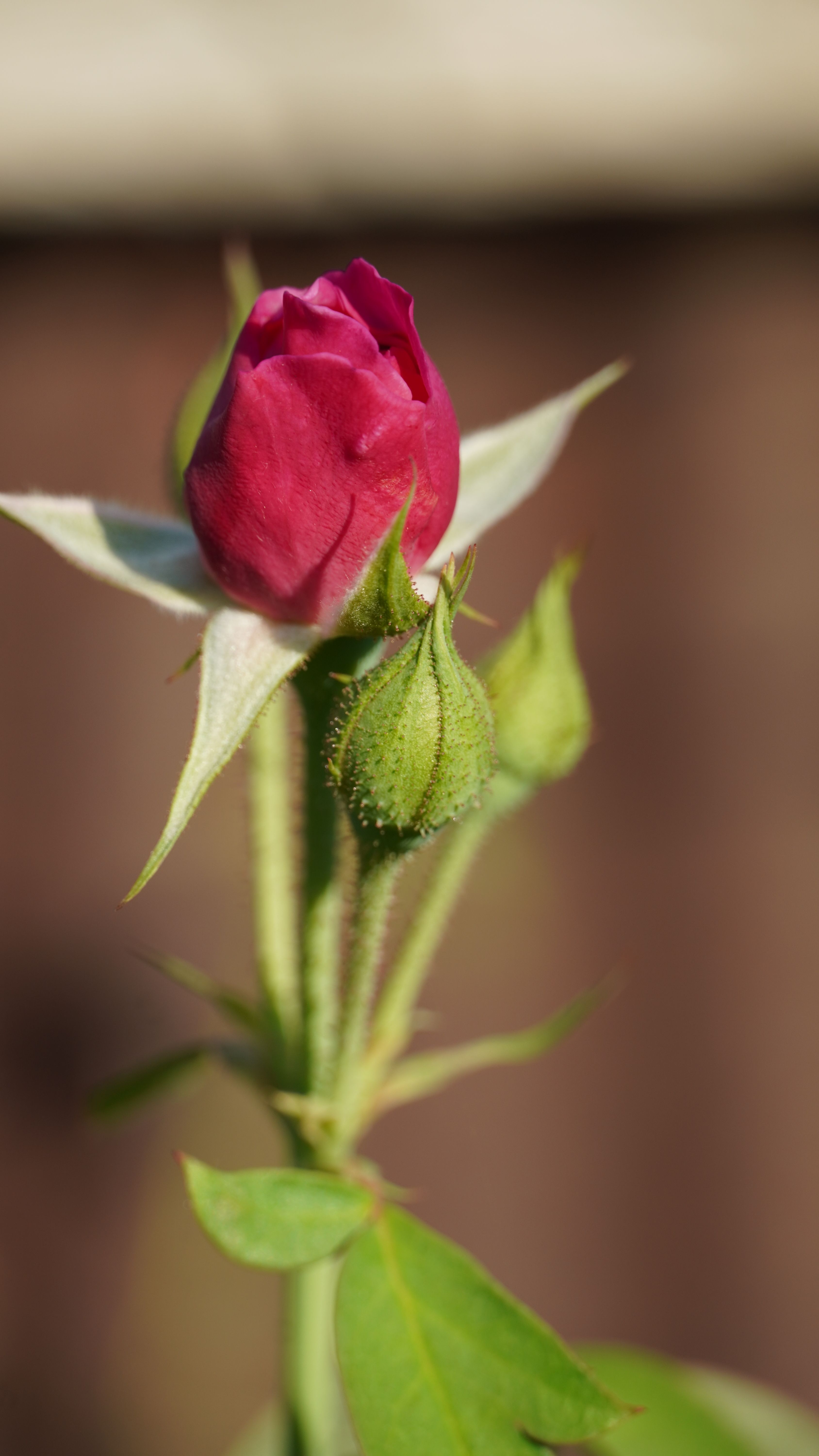 A detailed close-up of a vibrant red rosebud, symbolizing love and growth.