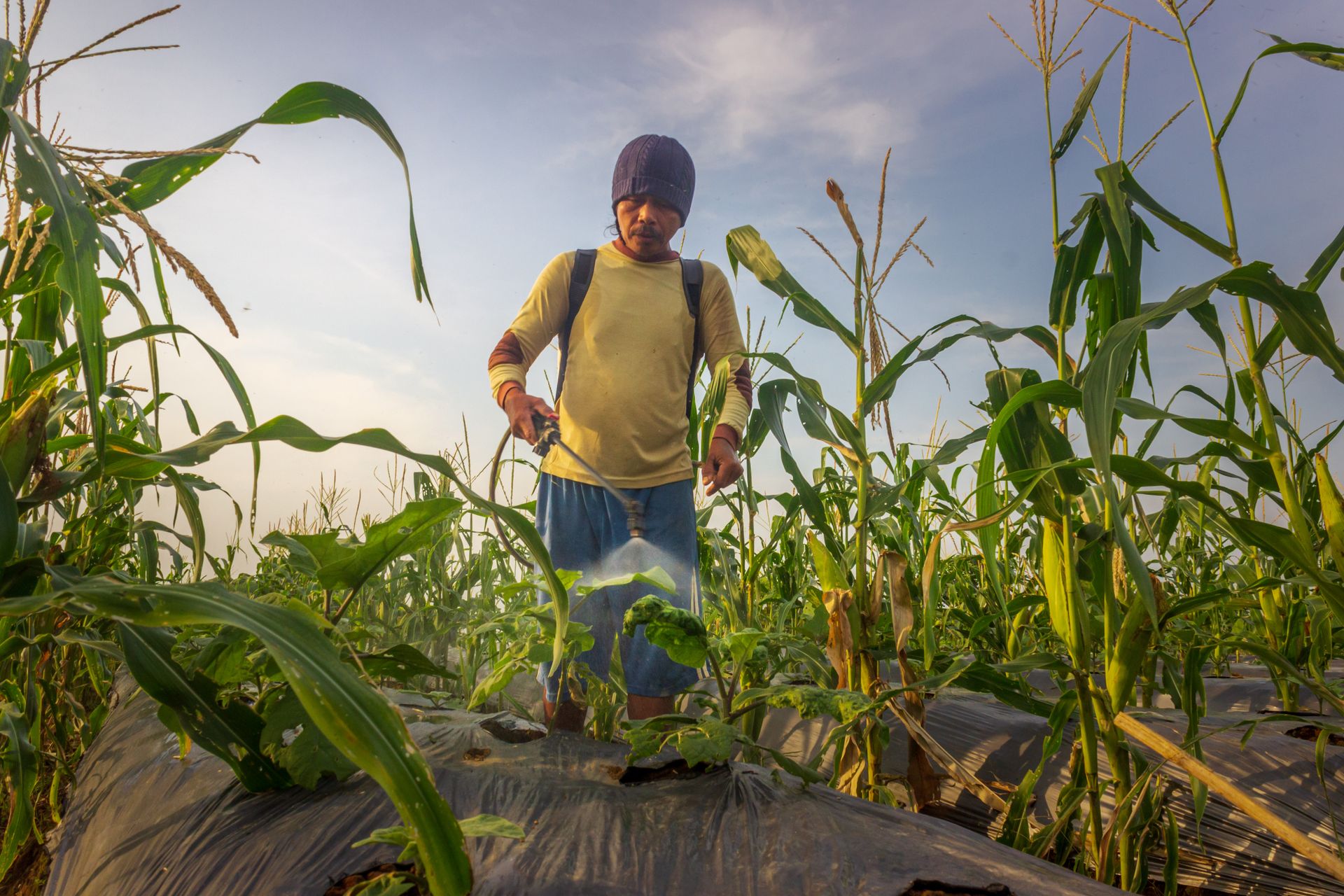 A farmer applies pesticides to a cornfield in Bengkulu, Indonesia, under a clear sky.