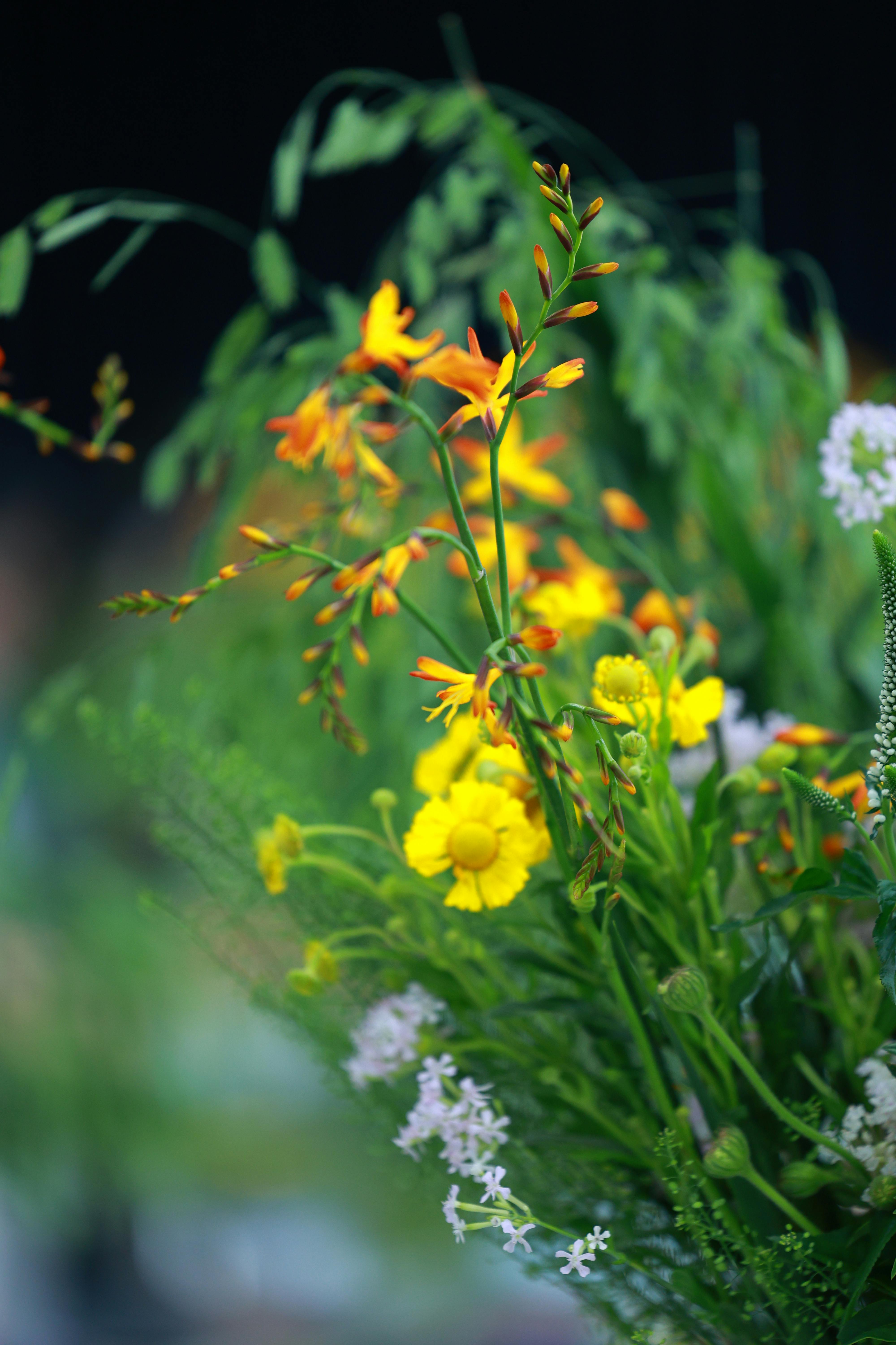 [ColoSach]-colorful-bouquet-of-yellow-and-orange-flowers-with-lush-green-leaves,-creating-a-vivid-and-natural-display.