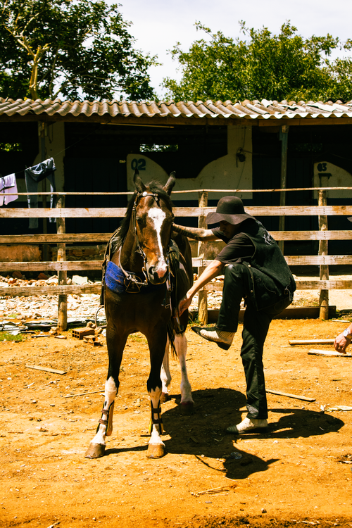 Free A man prepares a horse in a sunny outdoor stable setting, showcasing equestrian care. Stock Photo