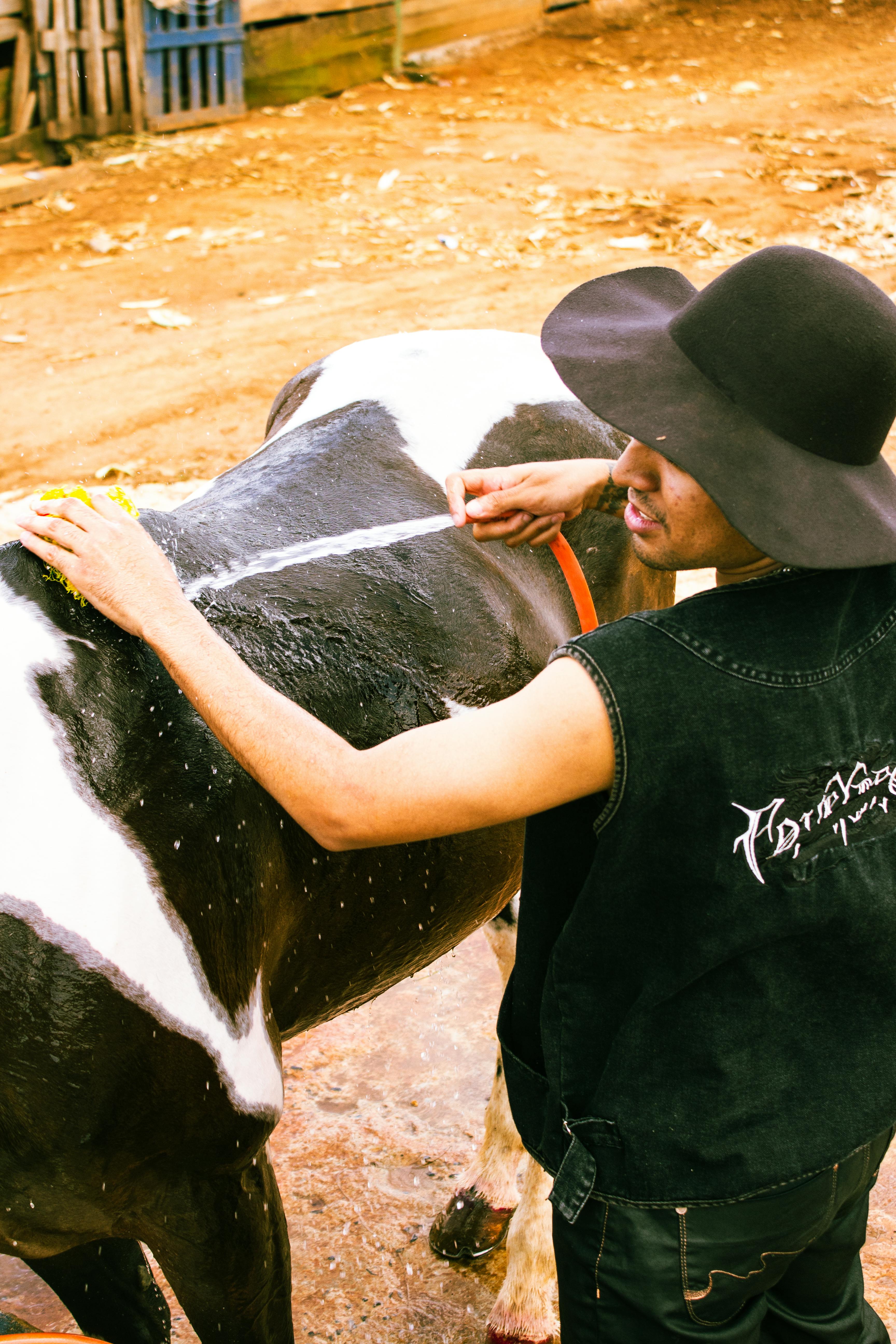 A man in a cowboy hat washing a horse outdoors, showcasing rural lifestyle and equestrian care.