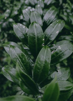 Detailed close-up of vibrant green leaves with rain droplets in a natural setting, ideal for nature photography.