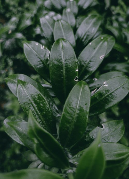 Free Detailed close-up of vibrant green leaves with rain droplets in a natural setting, ideal for nature photography. Stock Photo