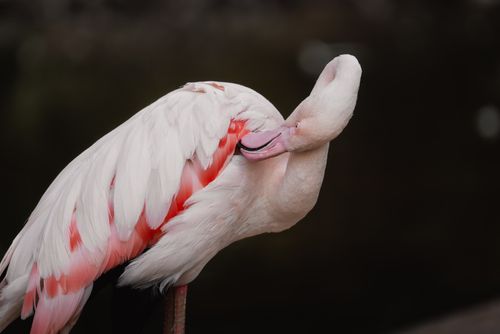 Free A pink flamingo preening its feathers, showcasing the beautiful plumage in a calm natural setting. Stock Photo