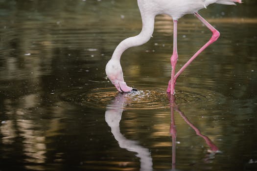 A flamingo gracefully bends to touch the water, showing its elegant reflection.