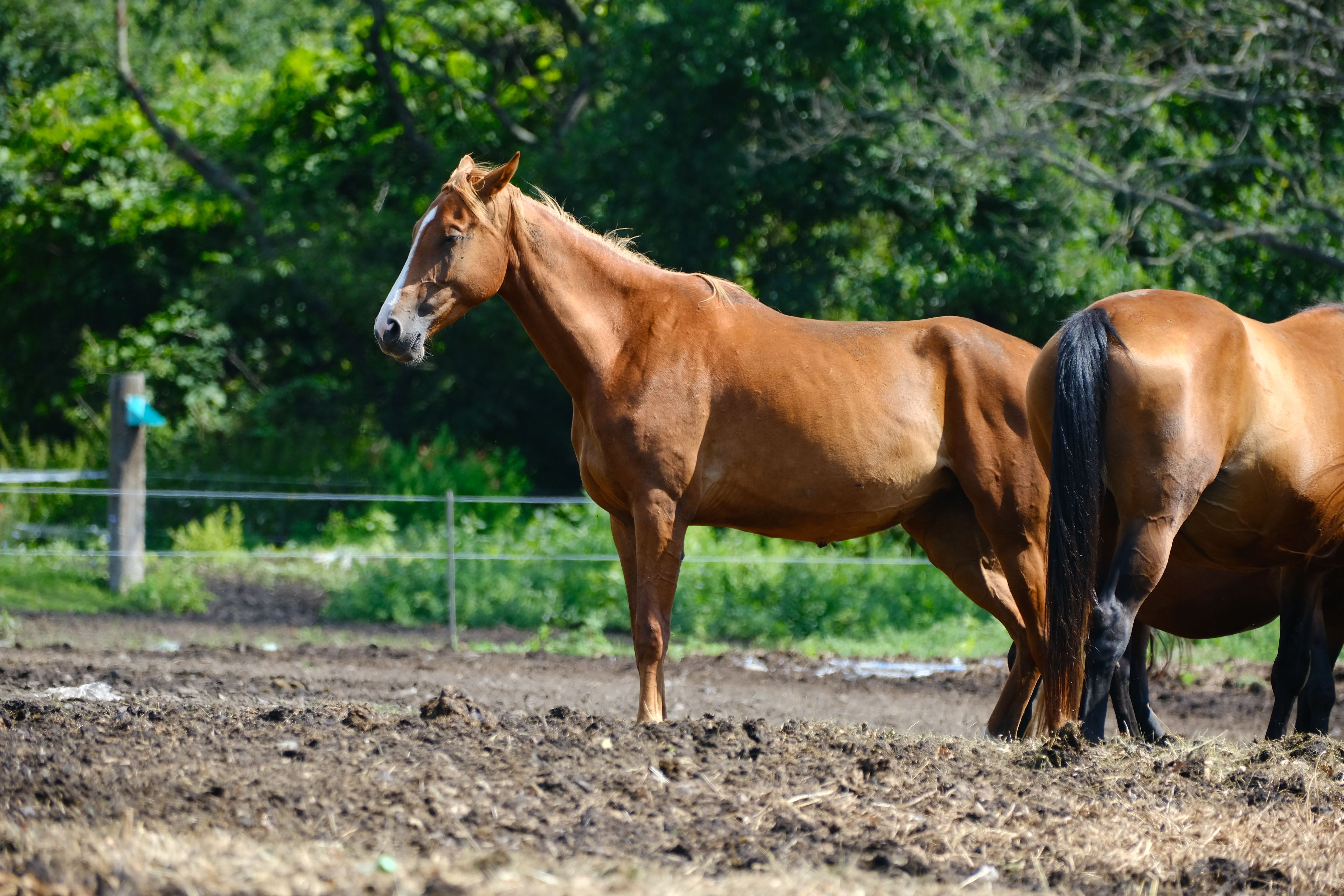 Brown Horses Grazing in a Lush Green Field · Free Stock Photo