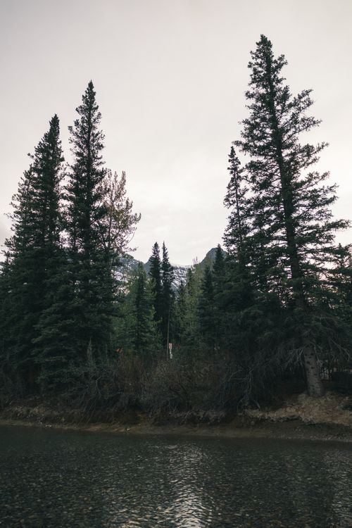 Free Scenic view of evergreen pine trees by a serene lake in Banff National Park, Canada. Stock Photo