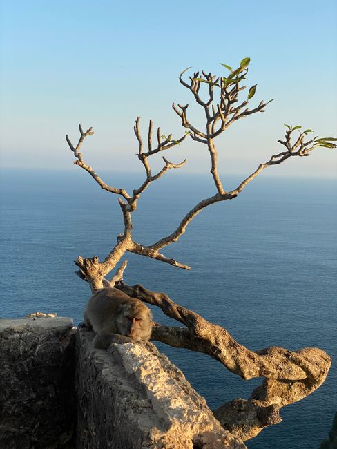 Tranquil scene of a monkey resting by the ocean with a bare tree against a clear sky.