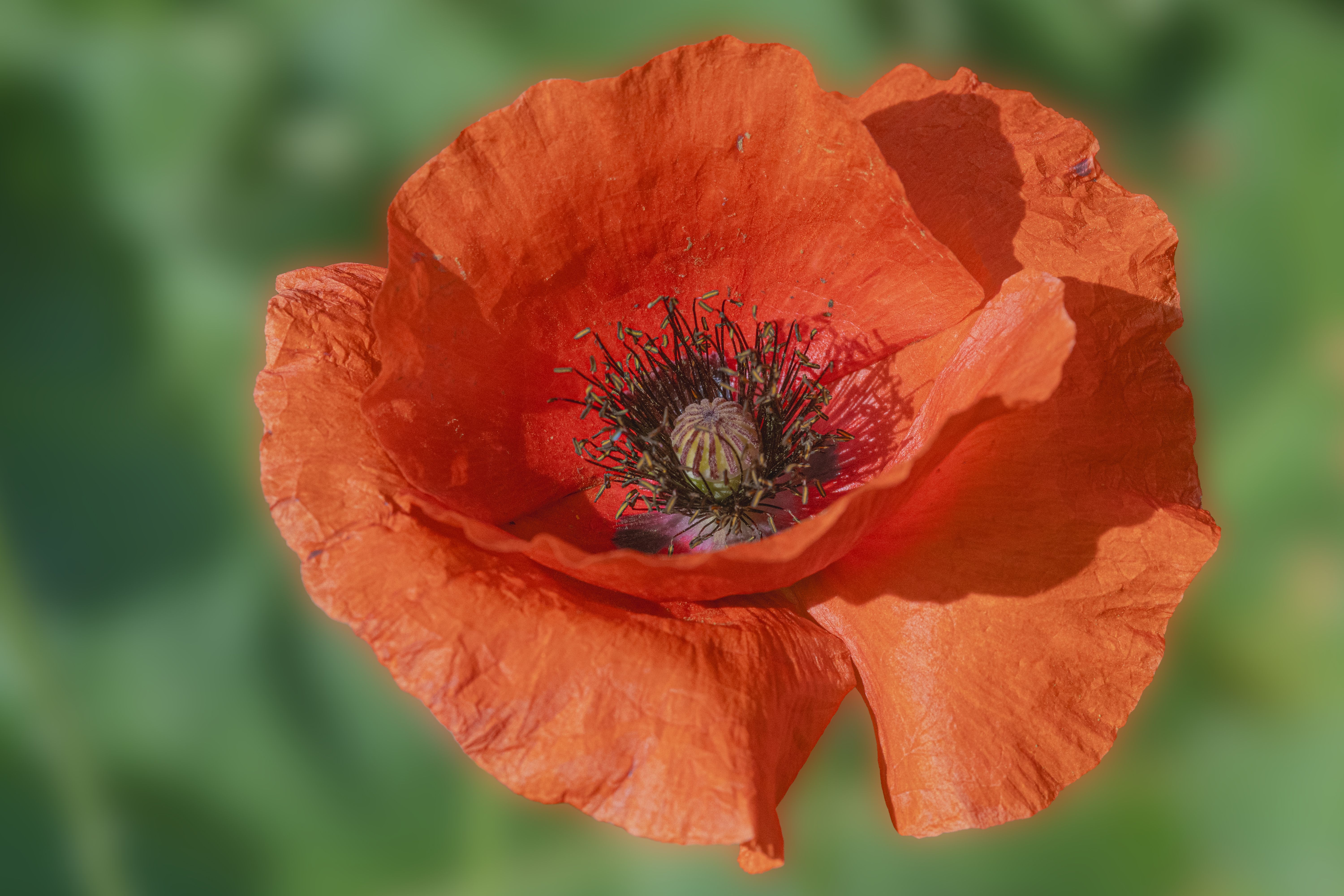 Vivid Close-Up of a Red Poppy Flower · Free Stock Photo