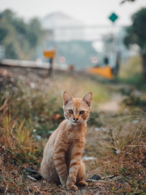 Free An orange tabby cat sits attentively by railway tracks, surrounded by nature. Stock Photo