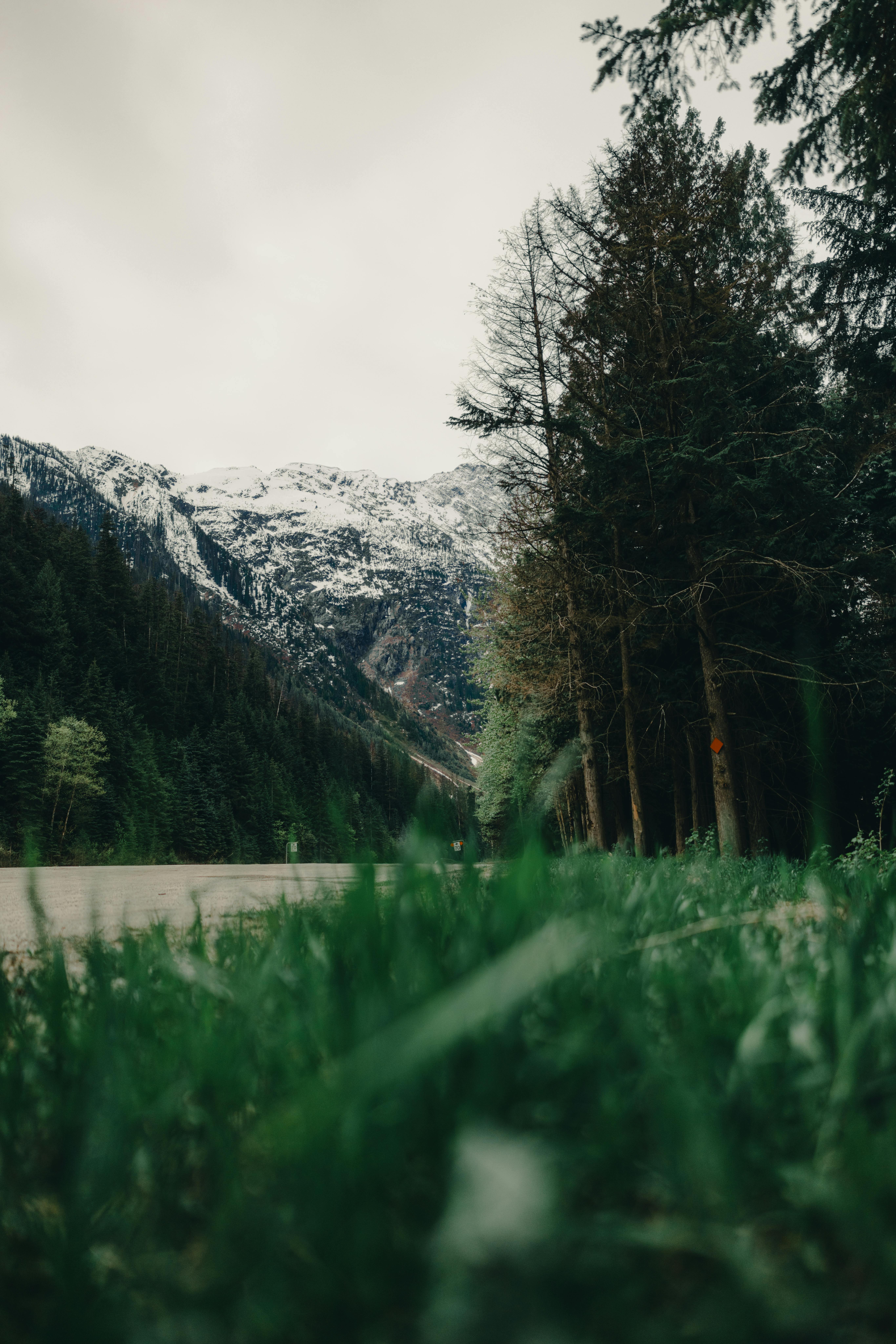 Tent campsite beside a forested mountain campground
