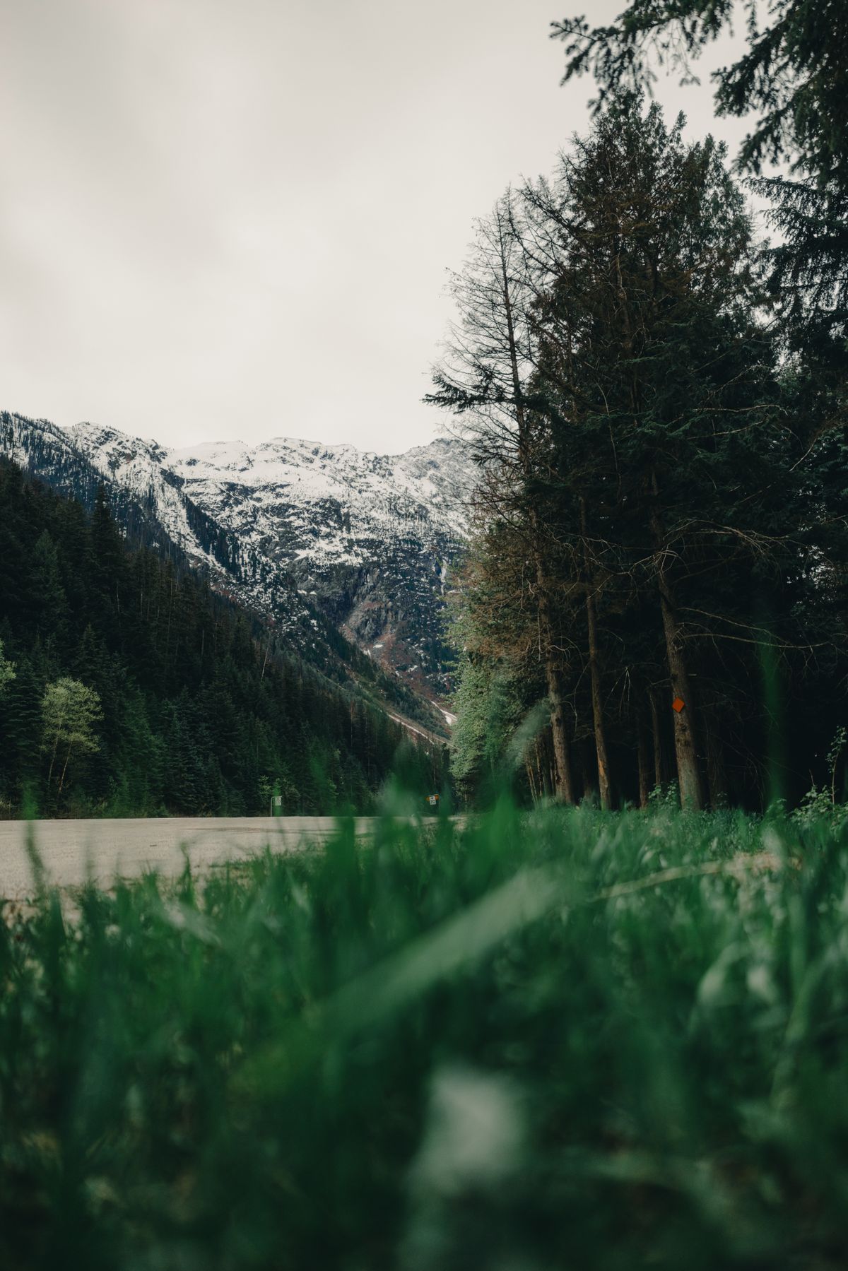 Snow-capped mountain peaks rising above a dense coniferous forest in British Columbia