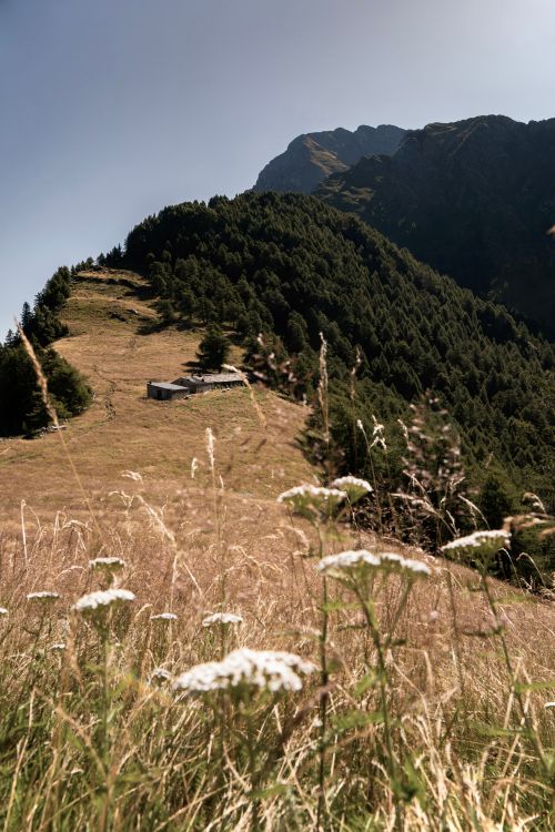 Free Scenic mountain view with alpine plants and a cabin under clear skies. Stock Photo