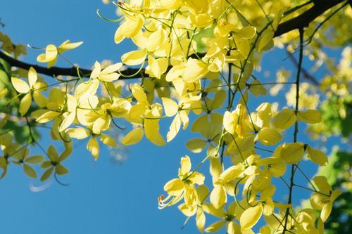 Free Bright yellow Cassia fistula blooms against a clear blue sky in Hà Nội, Vietnam. Stock Photo