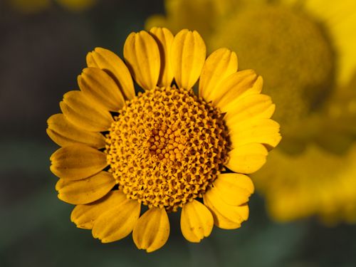 Free Bright close-up of a vibrant yellow flower with detailed petals, ideal for nature themes. Stock Photo