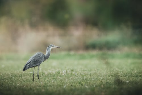 Grey Stork on Green Grass Field