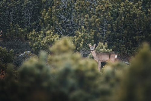 Foto profissional grátis de Alpes, alpes do sul, animais selvagens