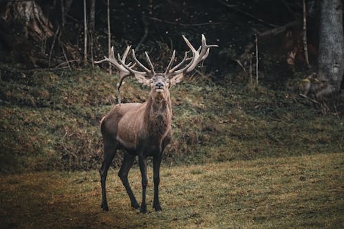 Brown Deer on Green Grass Field