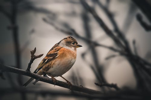 Imagine de stoc gratuită din Alpi, animal sălbatic, ciripitul de păsări