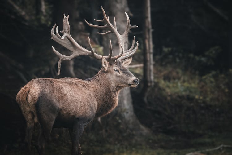 Brown Deer Near Tree