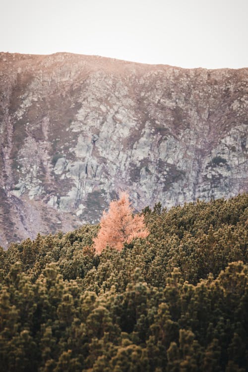 Бесплатное стоковое фото с Альпы, апельсин, дремучий лес