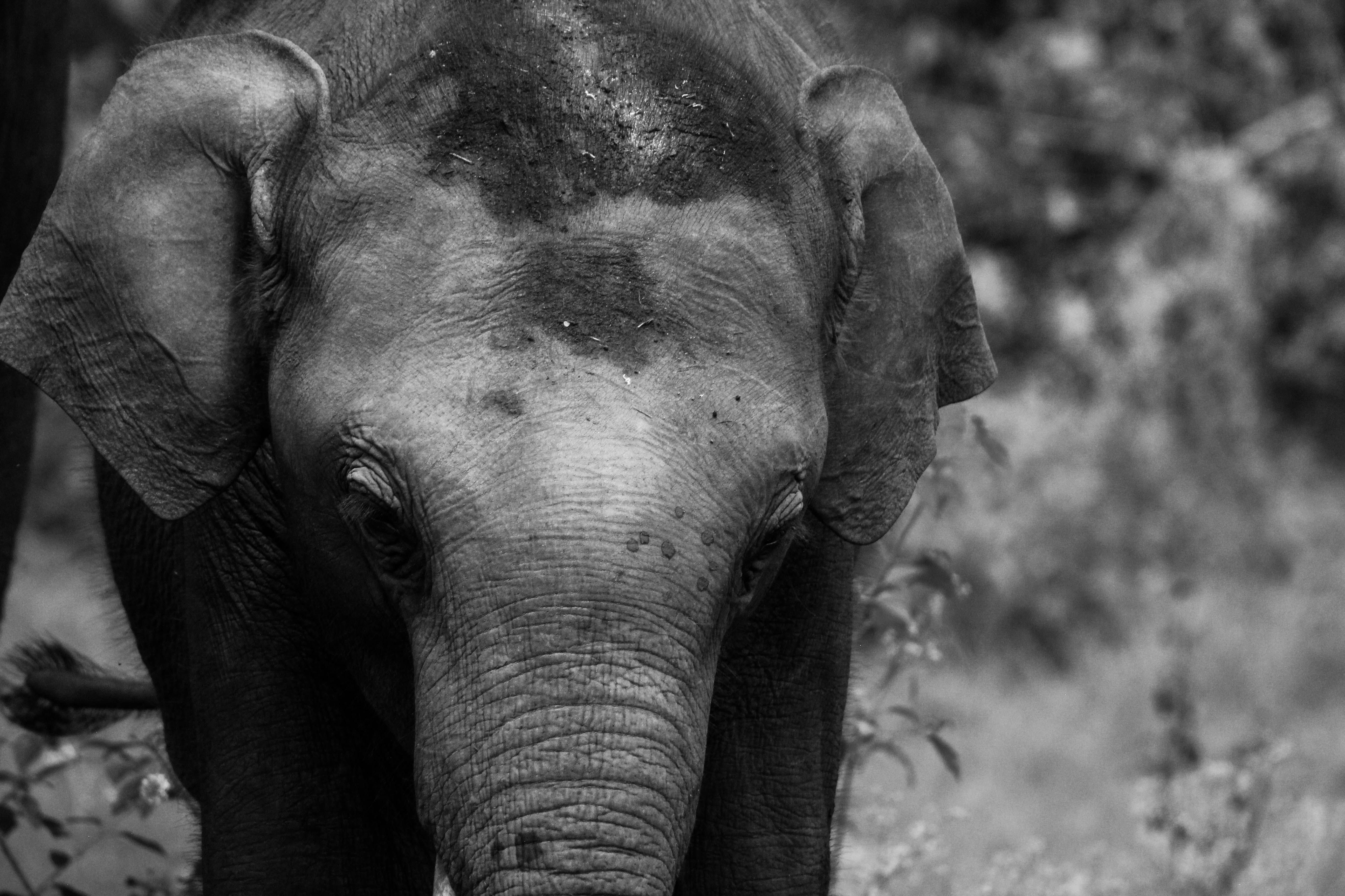Dubare Elephant Camp Closing Time & Visit Guide