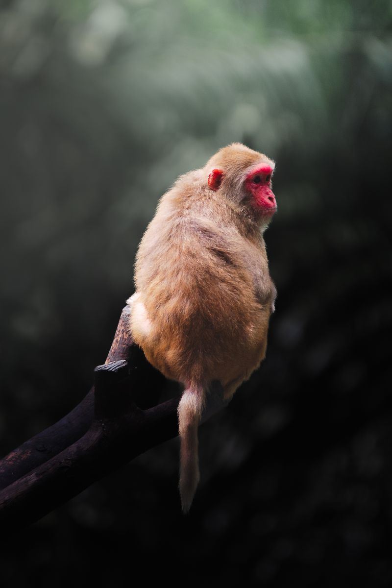 Rhesus macaque at Yangon Zoo