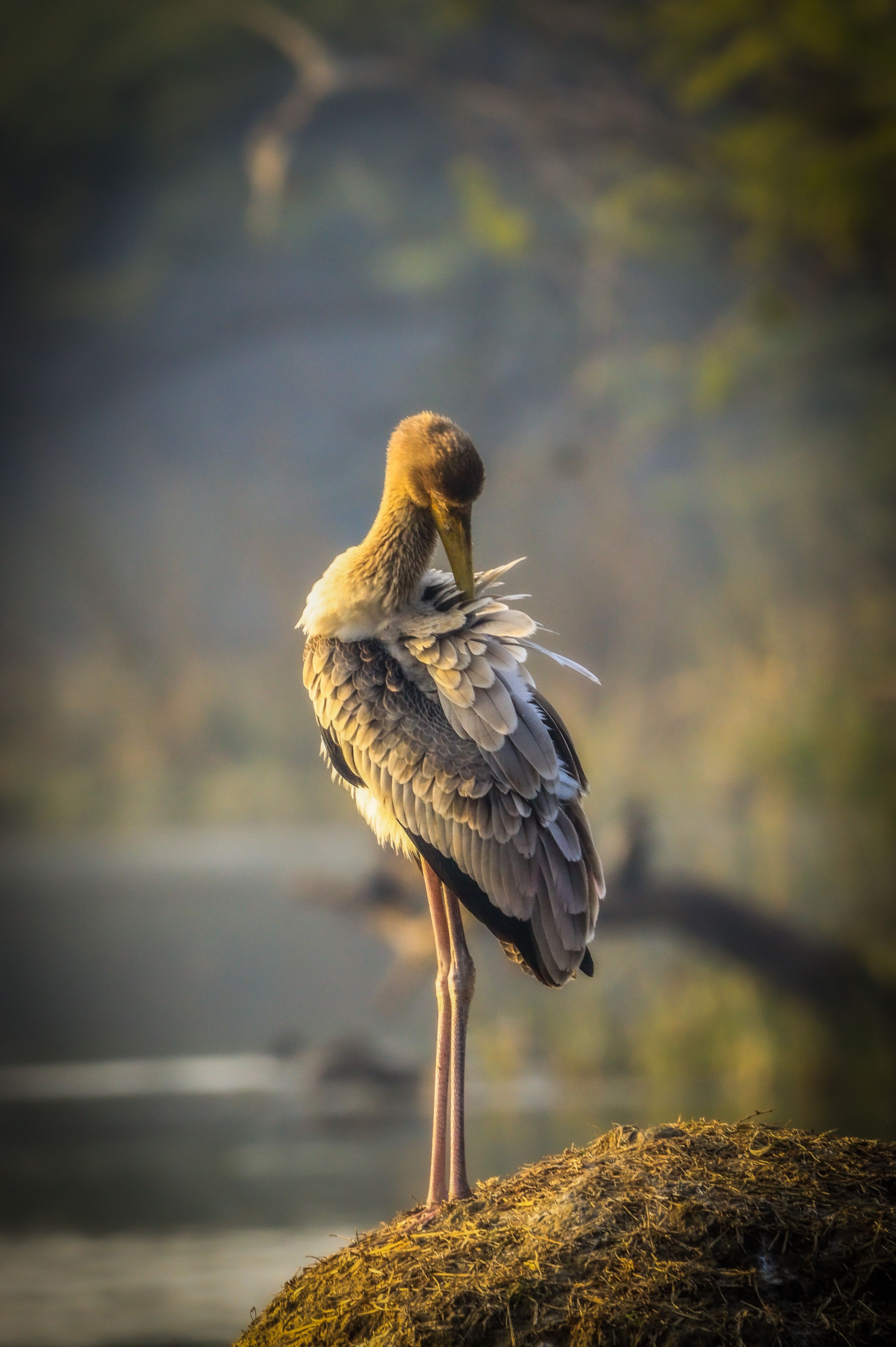 Elegant Painted Stork Preening by Riverside · Free Stock Photo