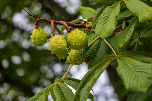 Free Close-up of horse chestnut tree showing spiky green fruits clustered among lush green leaves. Stock Photo