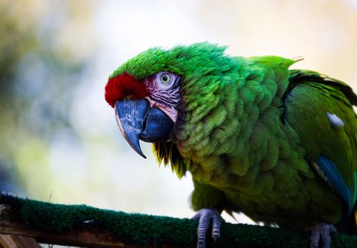 Free Close-up of a green parrot with red and blue accents, perched outdoors in natural light. Stock Photo