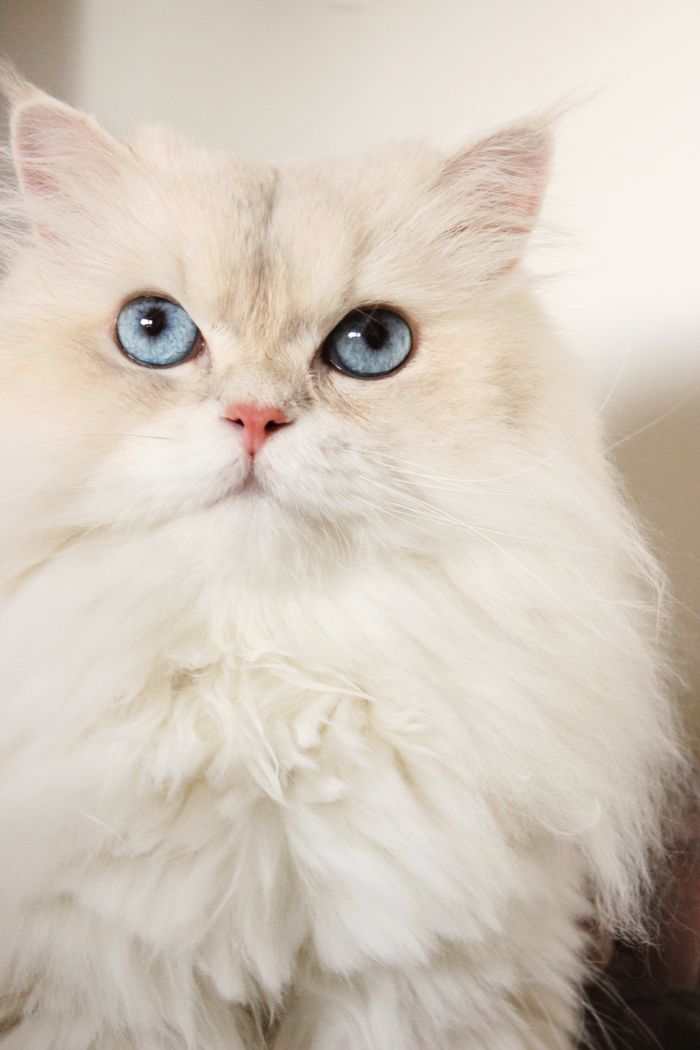 Fluffy white long-haired cat