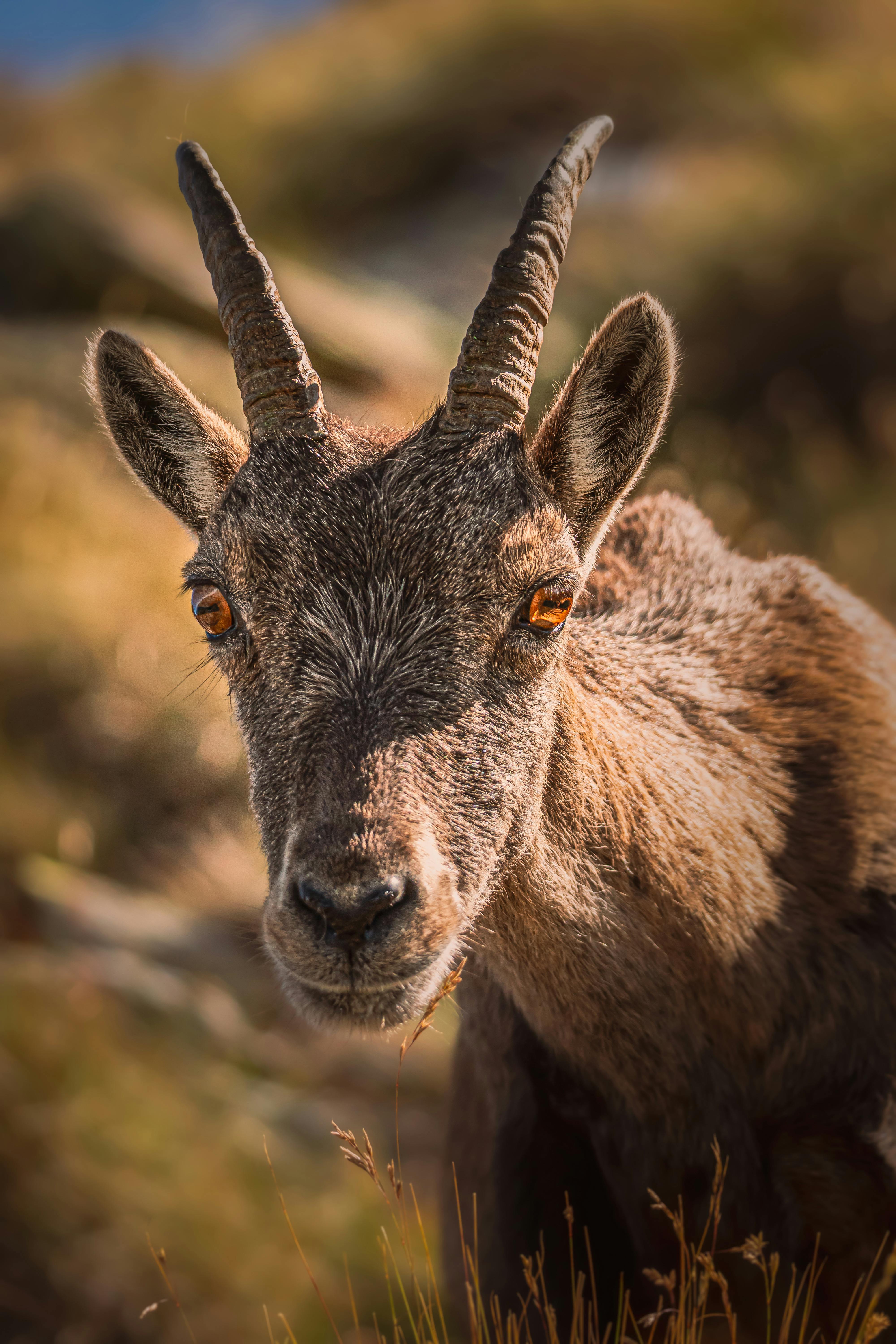 Gratuit Photos gratuites de alpin, animal, animal à cornes Photos