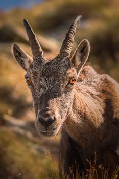 Captivating close-up of an alpine ibex in its natural habitat, showcasing its majestic horns.