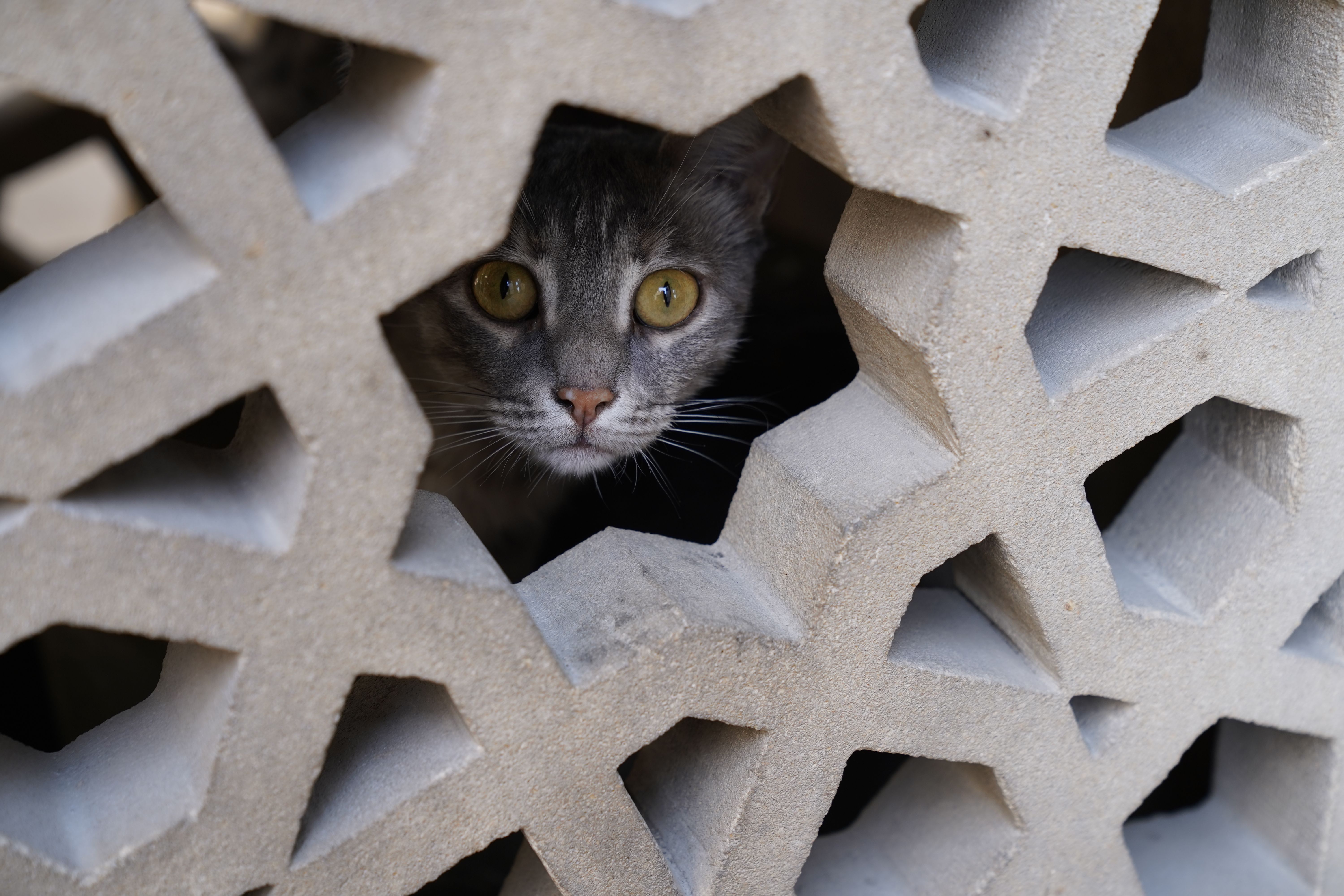 Why do cats randomly disappear? - The Institute for Environmental ...