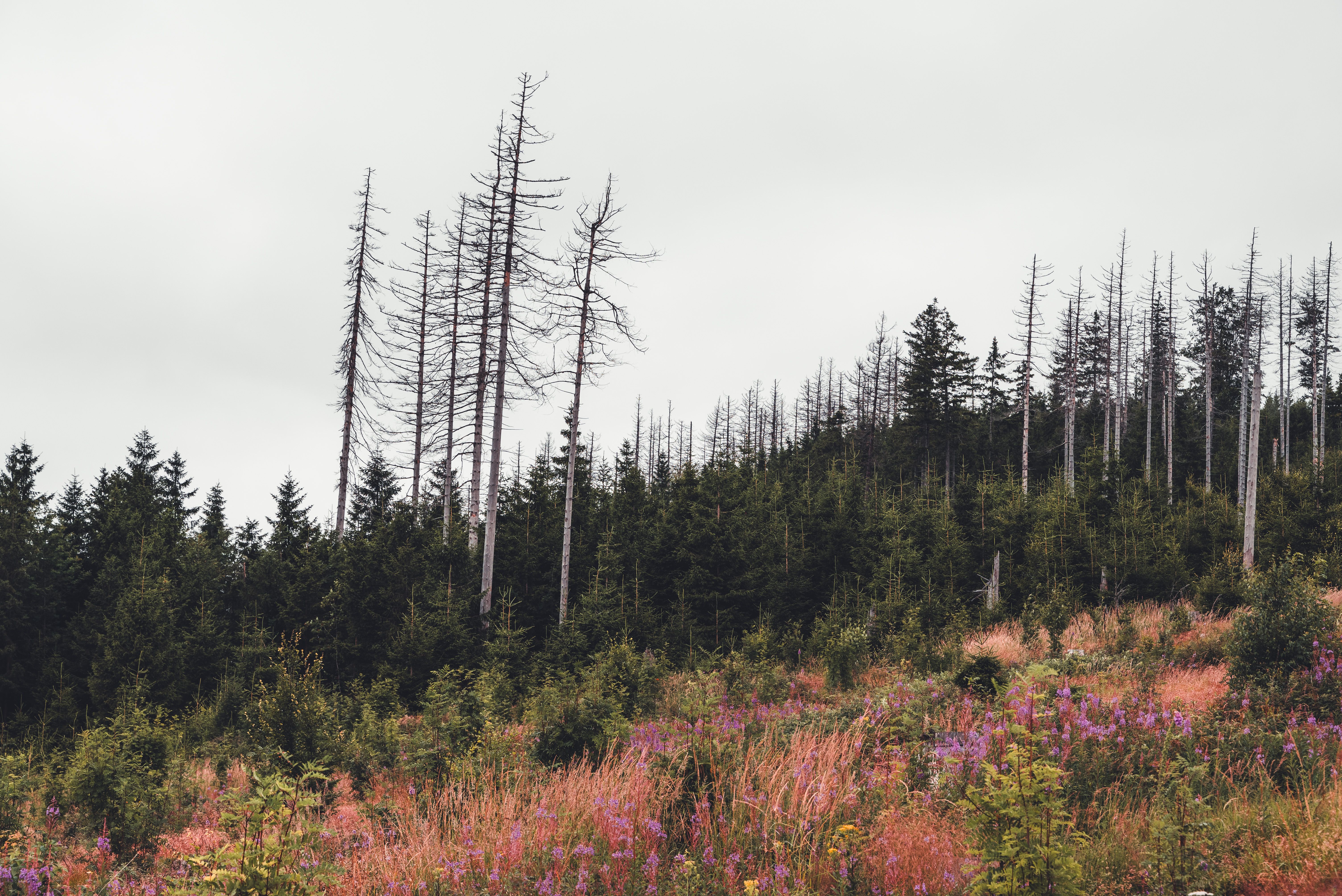 Braunlage