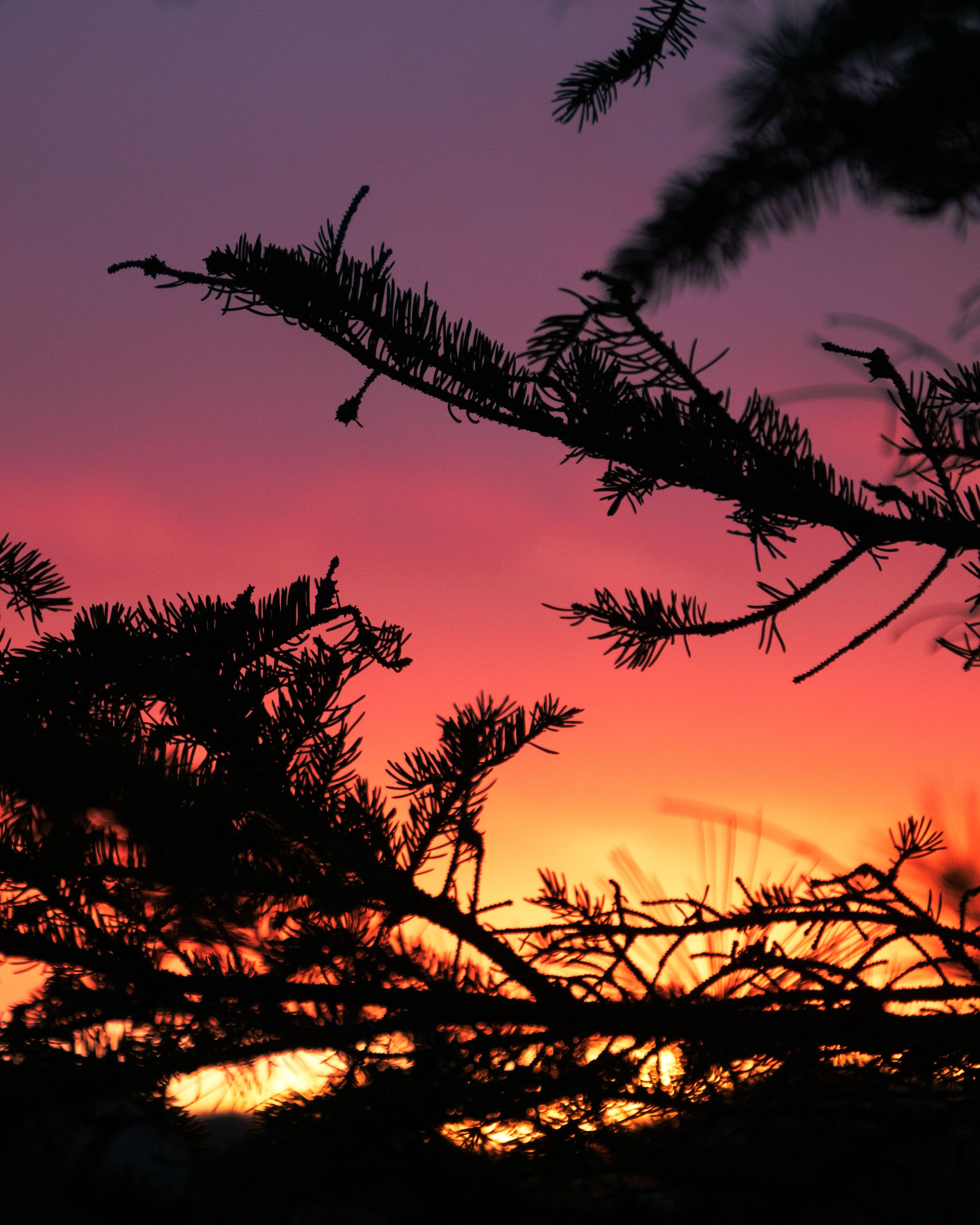 Vibrant Sunset Behind Silhouette of Pine Trees · Free Stock Photo
