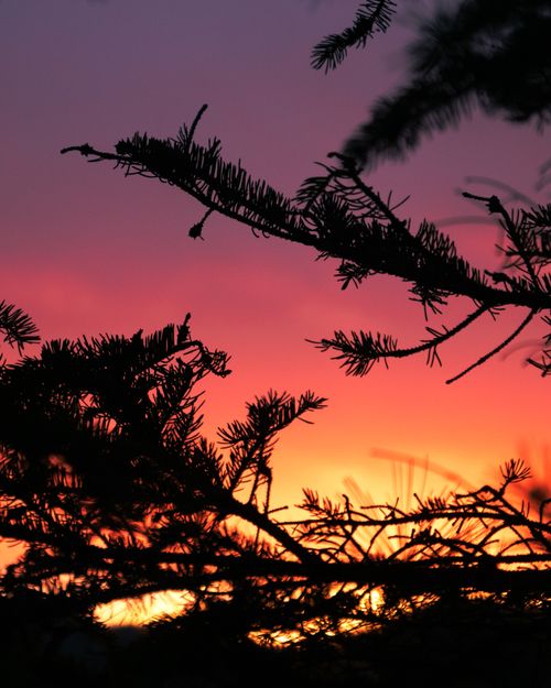 Free Dramatic sunset in Sainte-Agathe-des-Monts, Quebec with tree silhouettes against vivid sky. Stock Photo