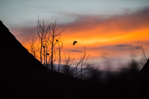 Free Silhouetted birds on bare branches at sunset in Jork, Germany, with vibrant orange and blue sky. Stock Photo