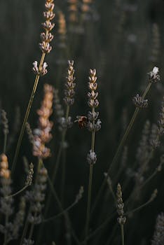 A peaceful view of lavender stems with a honeybee in a Hungarian field, capturing nature's beauty.
