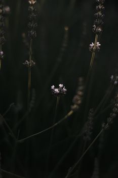 Dark and enchanting close-up of lavender flowers, creating a serene and moody atmosphere.
