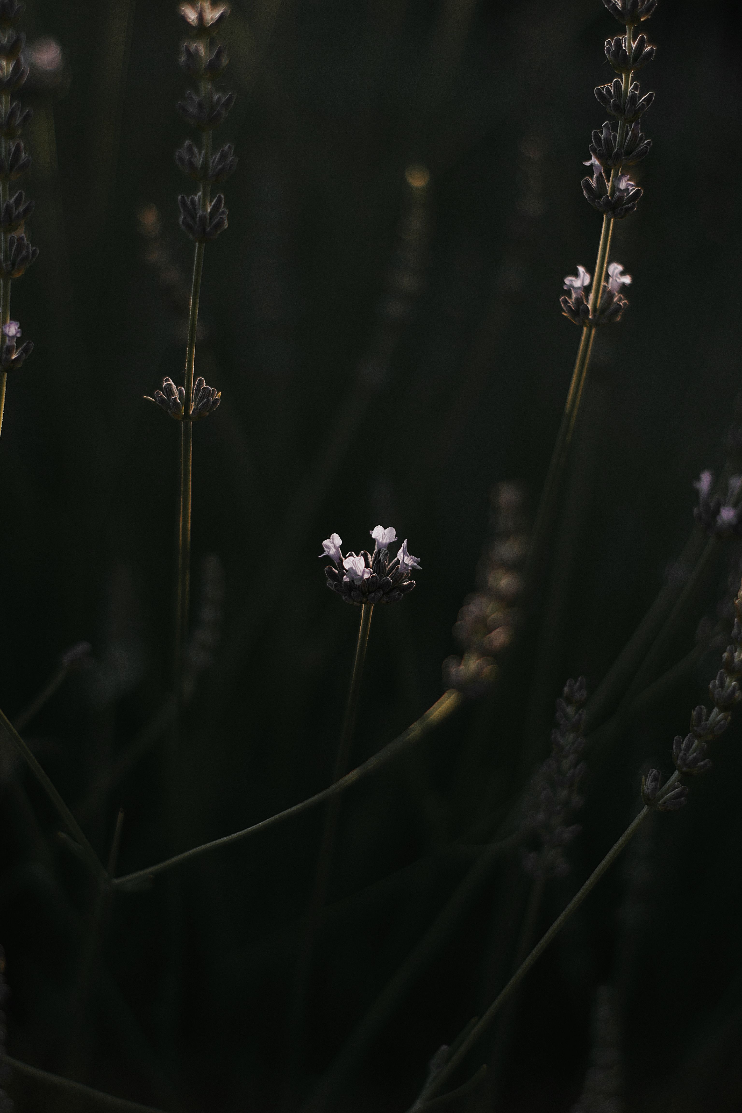 Moody Close-Up of Lavender Flowers in Hungary