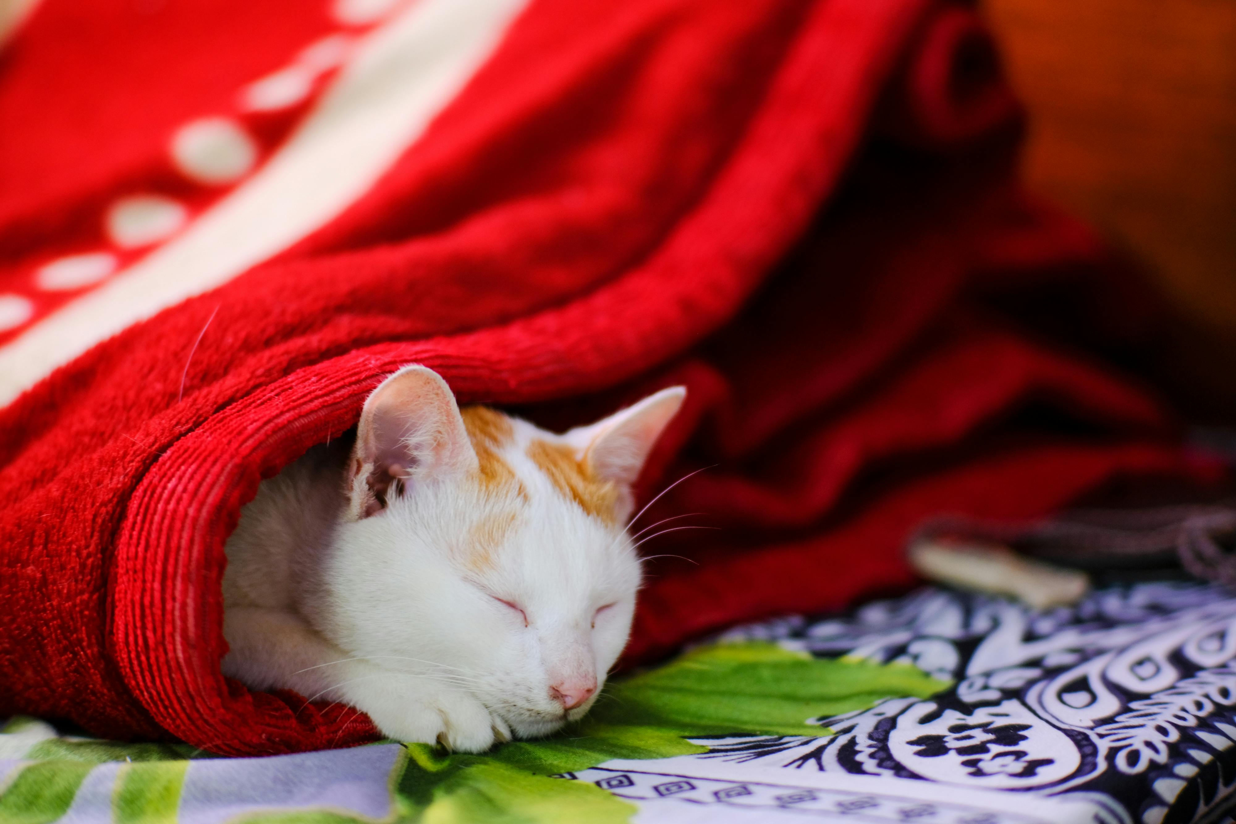 Ỷ thiên đồ long ký | Chương 27 737 – thu vien, van hoc, van hoc trung quoc, kiem hiep, kim dung, y thien do long ky, y thien do long ky chuong 27, y thien do long ky 27.