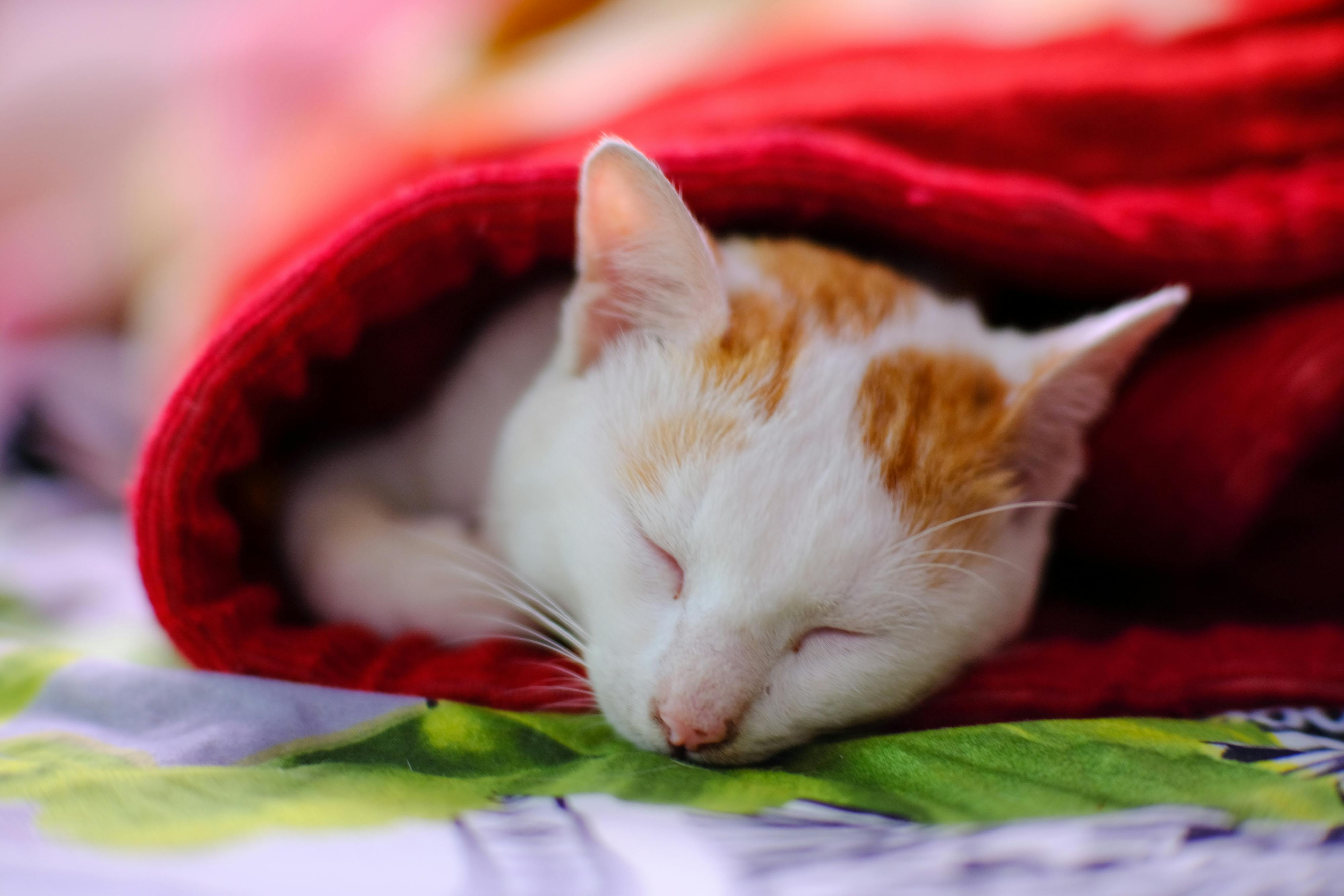 Chim lửa | Chương 41 167 – manga, tezuka osamu, hi no tori, chim lua, phoenix, bird of fire, chim lua chuong 41, chim lua 41.