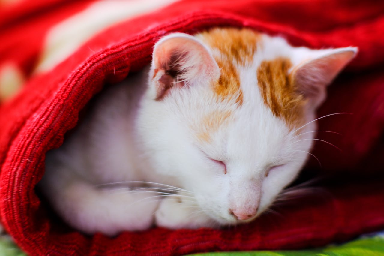 Biên niên ký chim vặn dây cót | Chương 56