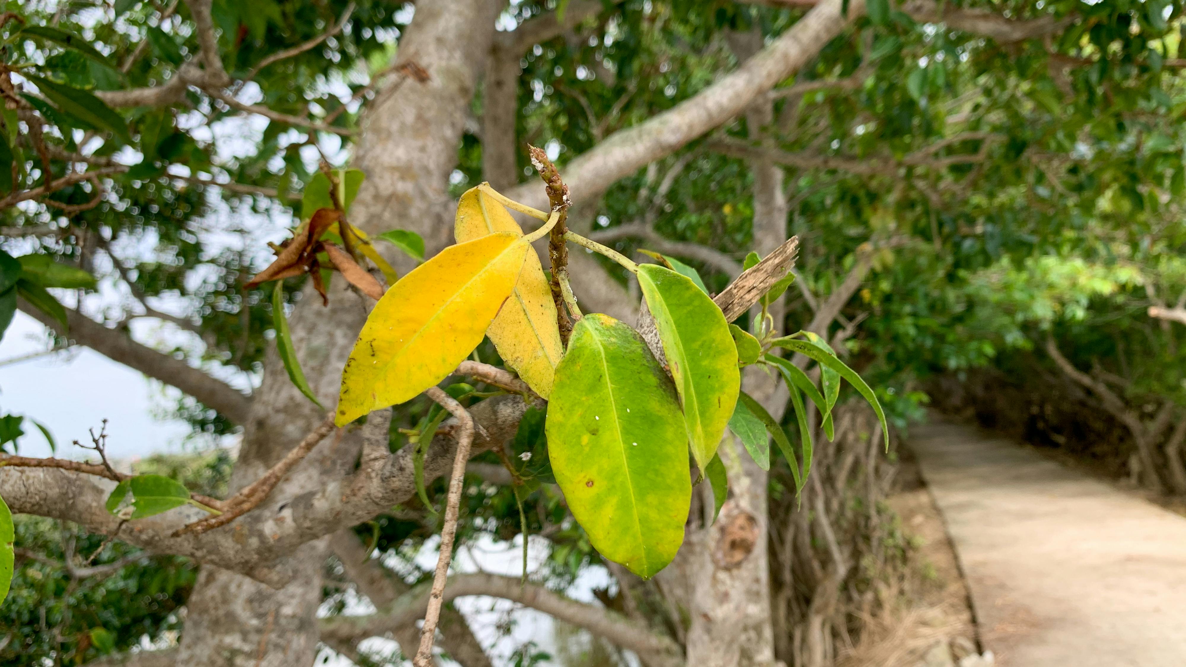 Nhịp điệu trong viết lách là gì? 894 – viet lach, ky nang viet, cai thien ky nang viet lach, lam chu nghe thuat viet lach, hanh trinh viet, writing process, nhip dieu, nhip dieu viet lach, viet lach nhip dieu.