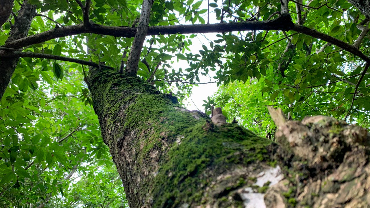 Thám tử lừng danh Conan | Chương 0039