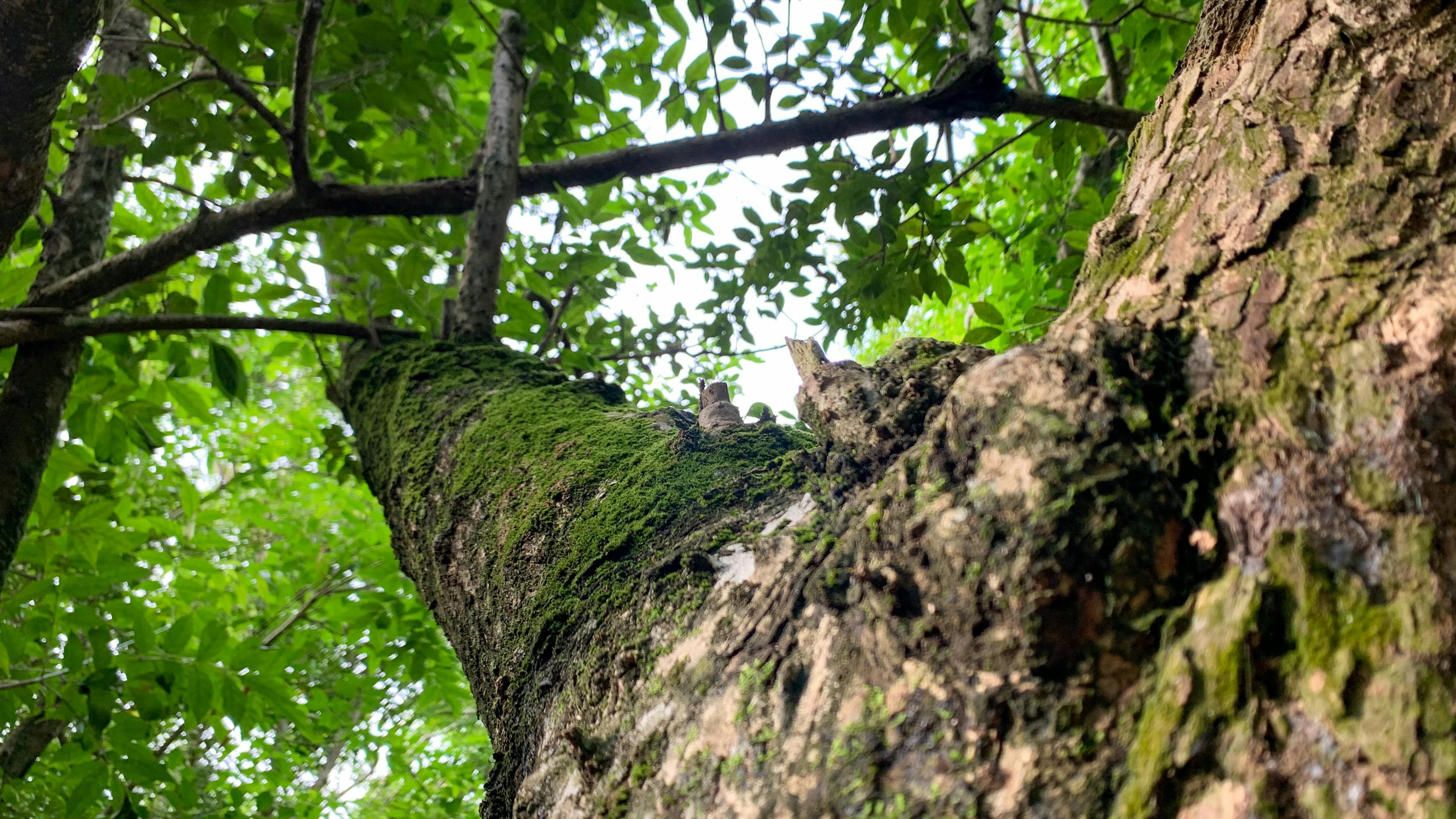 Về bài hát Baltimore của Nina Simone 444 – nghien cuu, van hoa, nhan hoc, van hoa my, baltimore, nina simone, tainted love, tinh yeu vay ban.