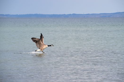 A Canadian goose gracefully landing on calm sea waters under a clear sky.