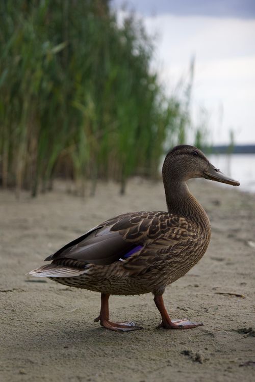 Free A serene close-up of a mallard duck standing on the sandy shore with reeds in the background. Captured in Germany. Stock Photo